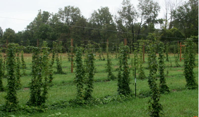 Steve's hop field