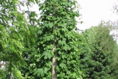 Photos of members' hop gardens